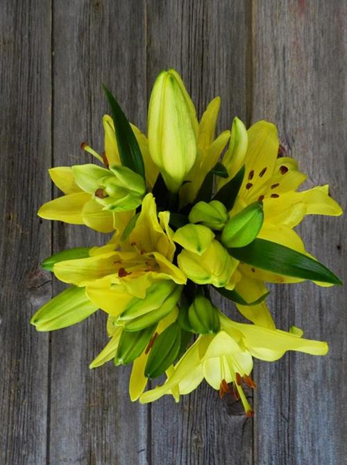 Wholesale Scipione 3/La Lilies Delivered Online FlowerFarm